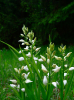 Cephalanthera longifolia